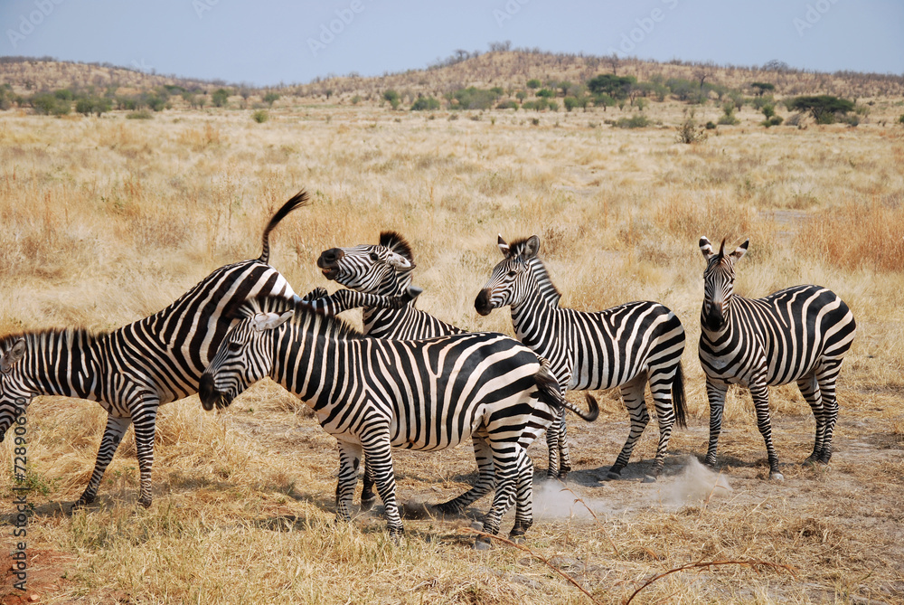 One day of safari in Tanzania - Africa - Zebras One day of safari in Tanzania - Africa - Zebras
