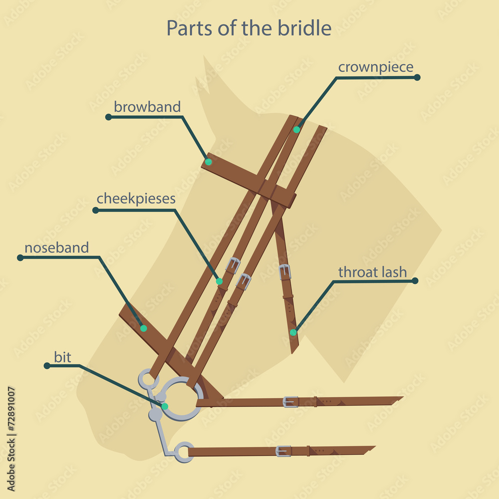 Parts Of Bridle With Names Shown Stock Vector Adobe Stock parts-of-bridle-with-names-shown-stock-vector-adobe-stock
