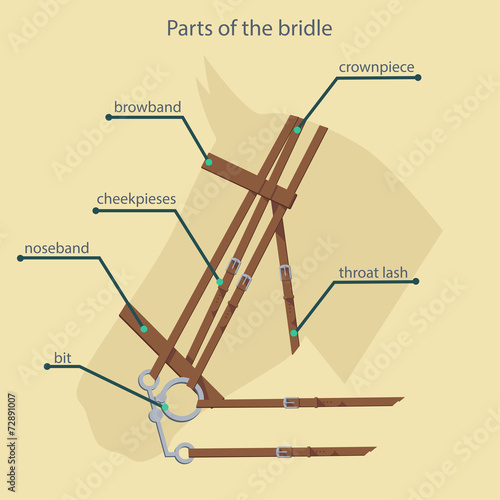parts of bridle with names shown