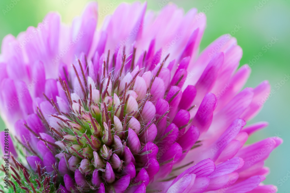 trifolium flower trifolium flower