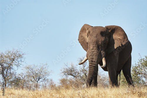 Elephant walking in the savannah