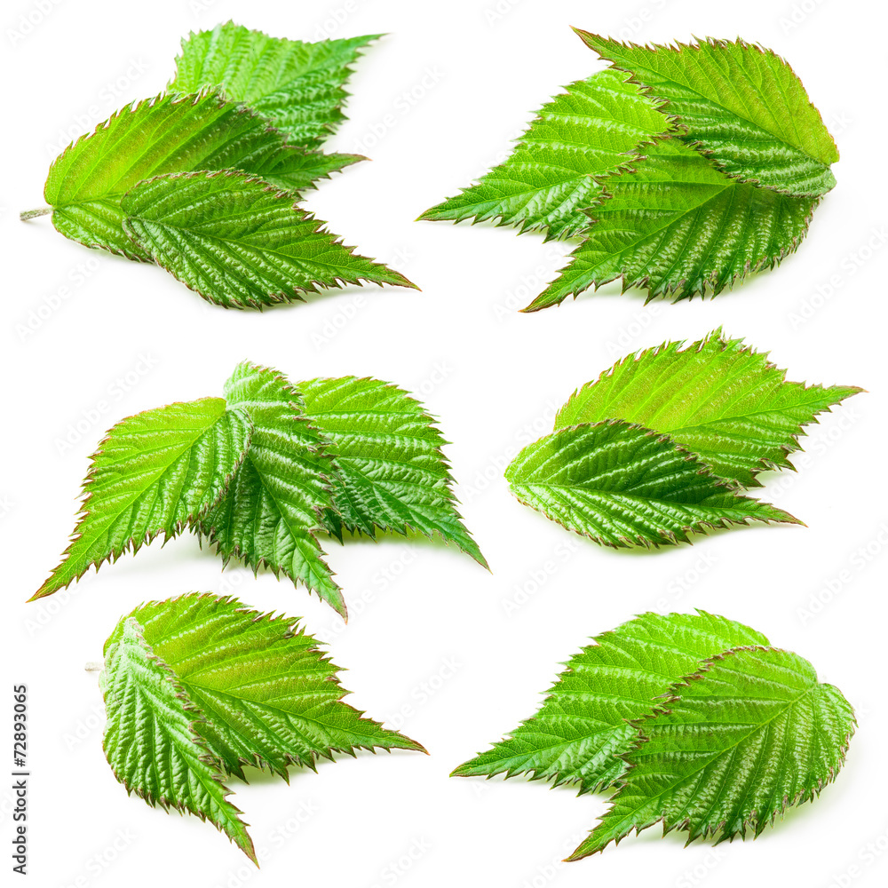 Raspberry leaf isolated on white background Raspberry leaf isolated on white background