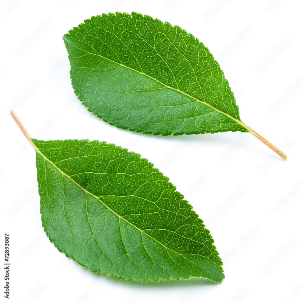 Fototapeta premium Leaves isolated on white background