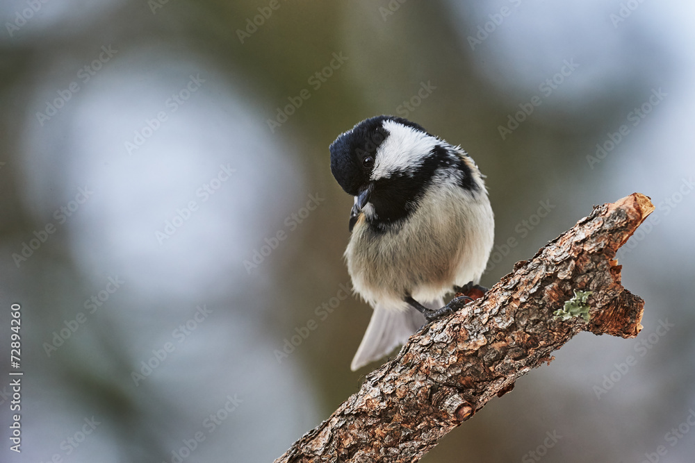 Fototapeta premium Coal tit in winter