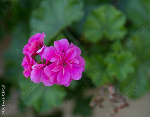 Géranium rose