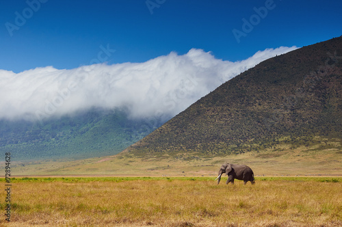 large male elephant walking in the savannah © lucaar