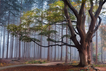 Fototapete Landschaften große Buche im nebligen Wald  © Olha Rohulya