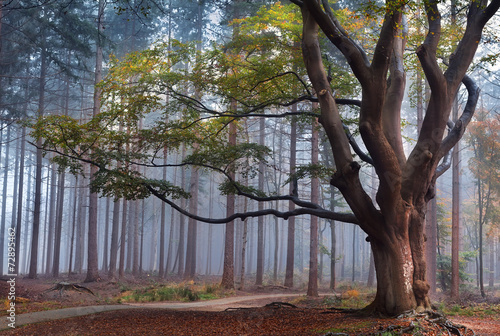 Fotografia, Obraz big beech tree in foggy forest
