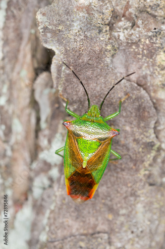 Hawthorn shield-bug, Acanthosoma haemorrhoidale on wood © Henrik Larsson