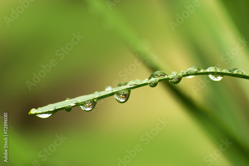 Water drops on fresh green grass