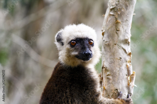 White-fronted brown lemur  Eulemur fulvus albifrons 