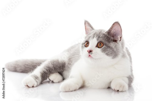 British shorthair cat on a white background. 
