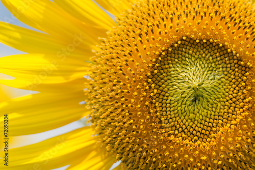 Fototapeta Naklejka Na Ścianę i Meble -  macro of sunflower