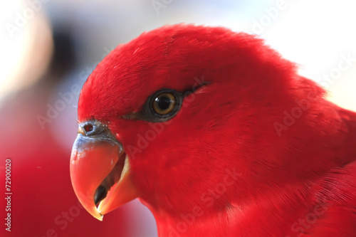 Closeup,Morotai Yellow-backed Lory ,Red Parrot , thailand photo