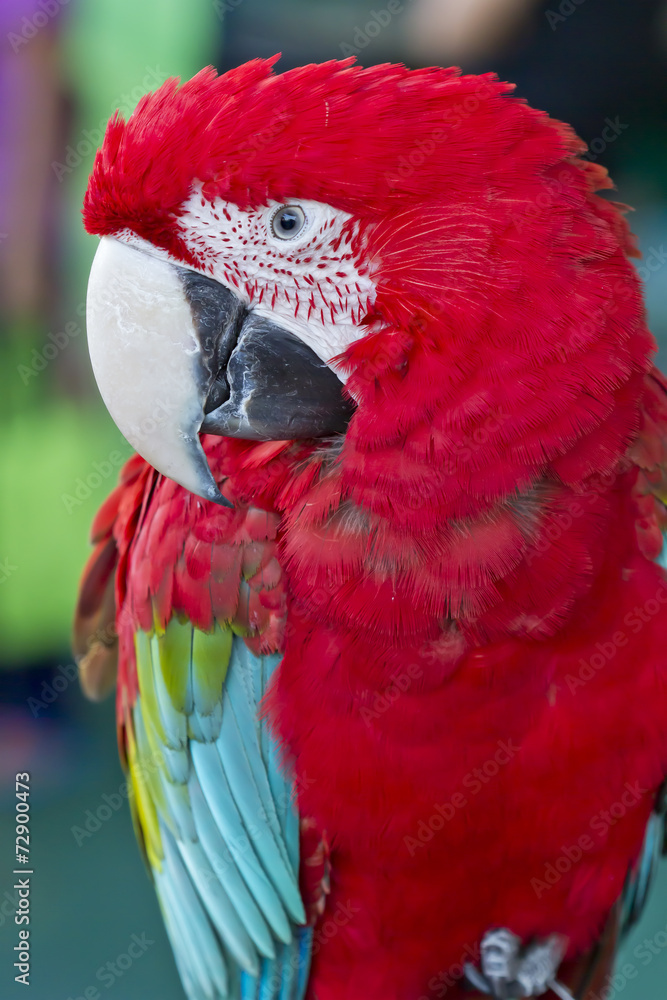 Obraz premium Closeup Red and Green macaw , Thailand