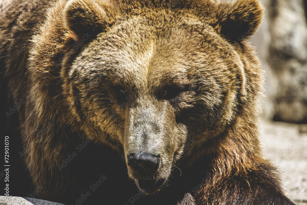 Fototapeta premium wildlife, Spanish powerful brown bear, huge and strong wild ani