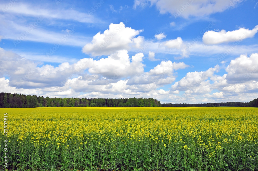Blooming field and cloudy sky Blooming field and cloudy sky