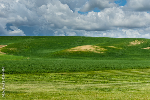 Newly planted wheat fields with clouds