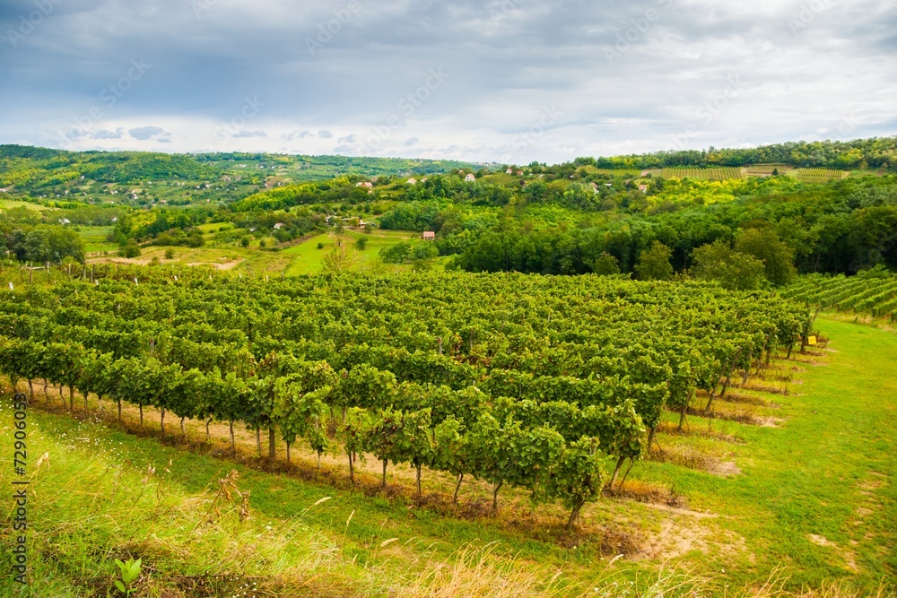 Fototapeta premium Hungarian Vineyard Estate