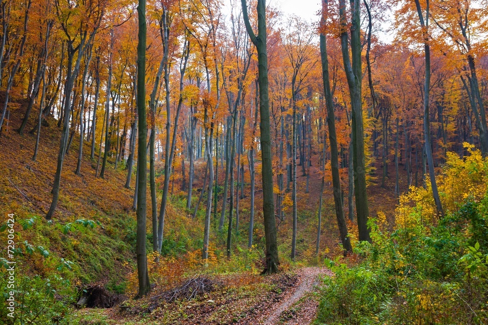 Fototapeta premium Autumn Wet Leaves
