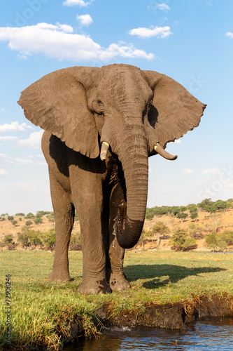 Canvas Print African Elephant in Chobe National Park