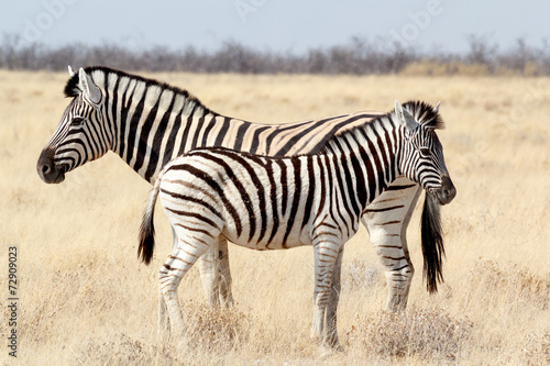 Zebra foal with mother in african bush