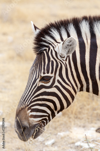 Zebra portrait. Burchell s zebra  Equus quagga burchellii.