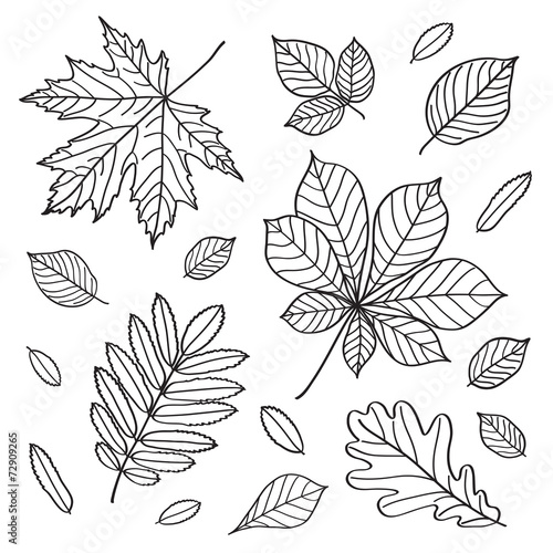 Set of images of leaves of different trees.