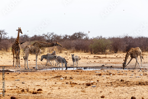Giraffa camelopardalis and zebras drinking on waterhole