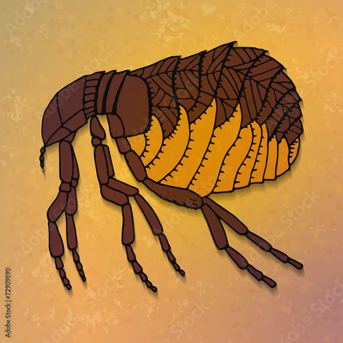 Brown flea.
