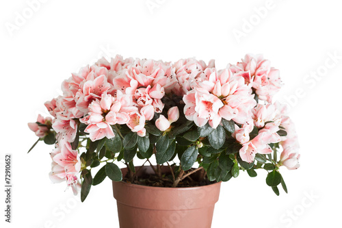 Blossoming azalea of a grade of Mevrouw Gerard Kint