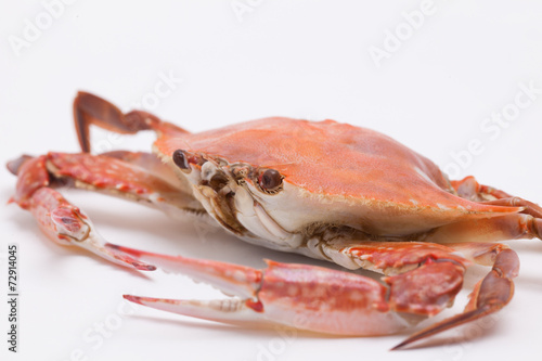 Cooked crab isolated on white background