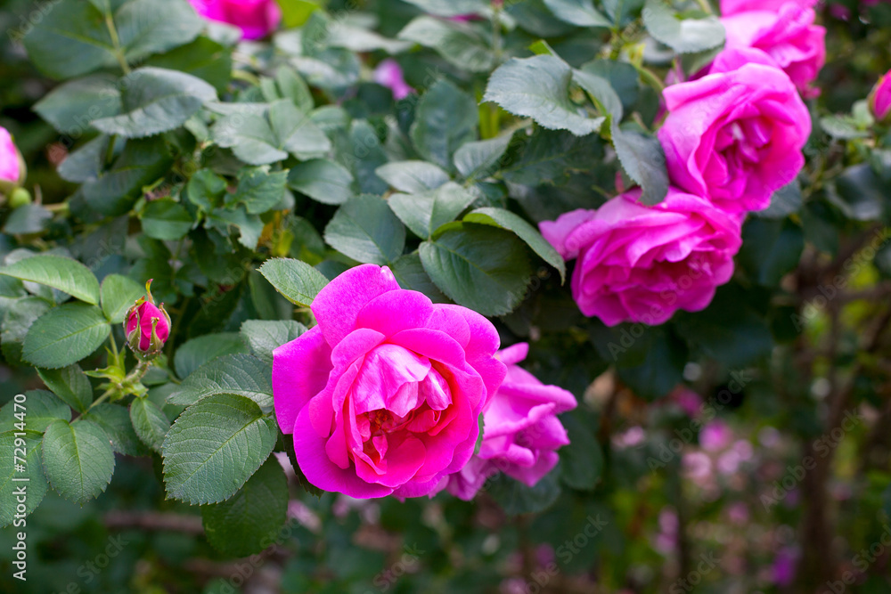 roses growing in garden roses growing in garden