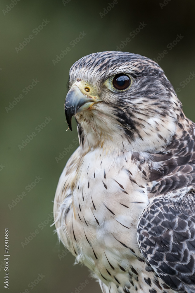 Obraz premium Falcon Hybrid