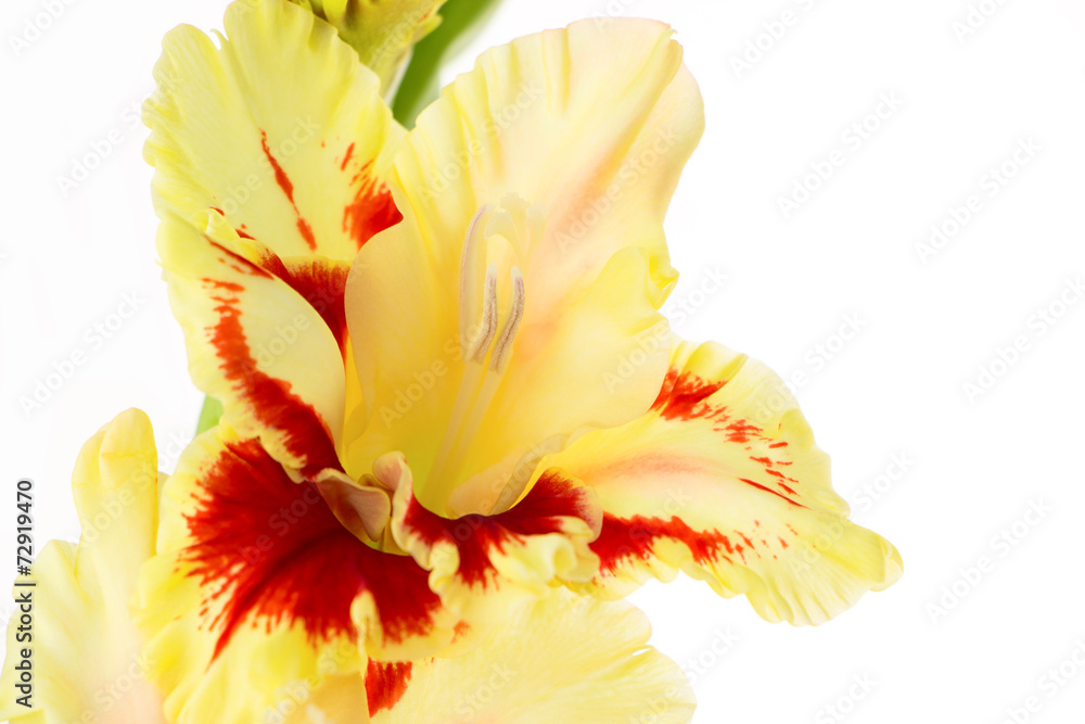 Beautiful colorful gladiolus isolated background Beautiful colorful gladiolus isolated background