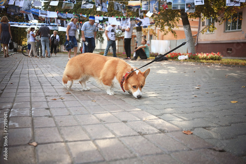 small cute dog for a walk redhead © kichigin19