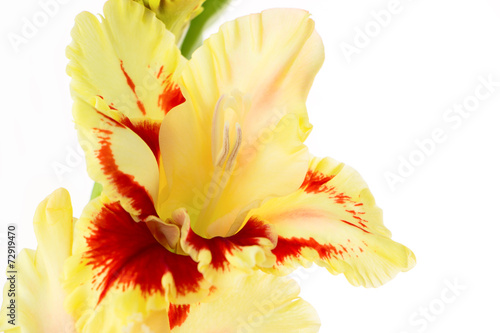 Beautiful colorful gladiolus isolated background
