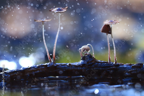 small mushrooms toadstools macro poisonous