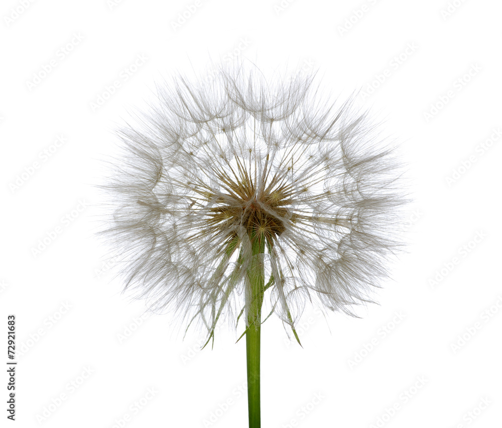 Spring dandelion