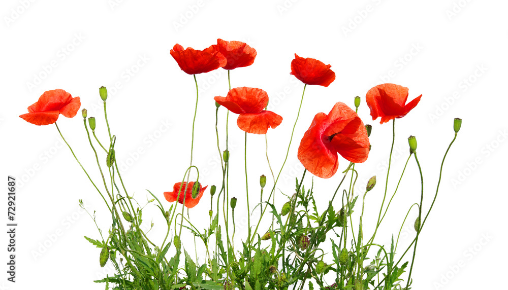 Fototapeta premium Czerwony mak