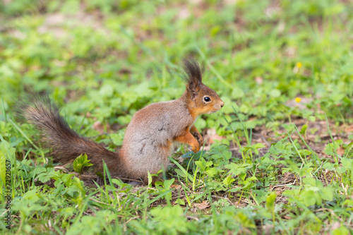 curious squirrel © Maslov Dmitry