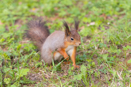 squirrel in spring © Maslov Dmitry