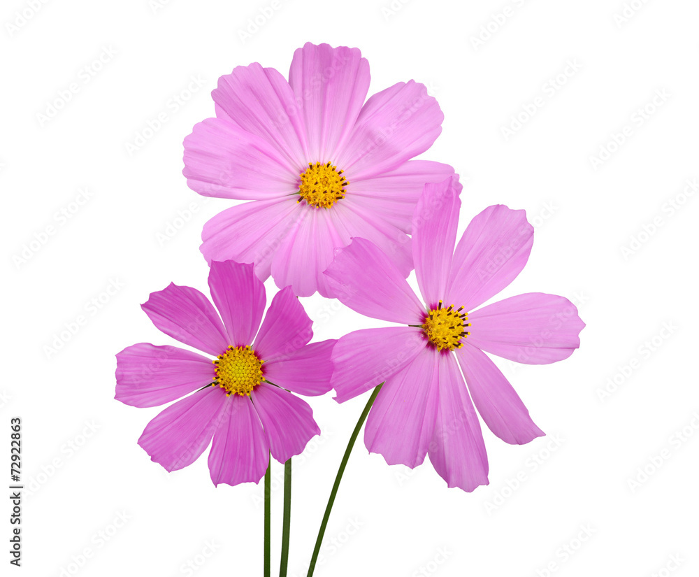flower flower