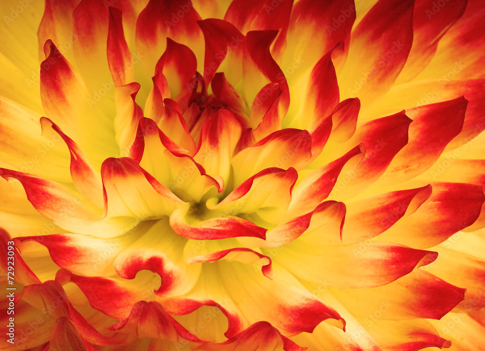 Abstract flower Abstract flower