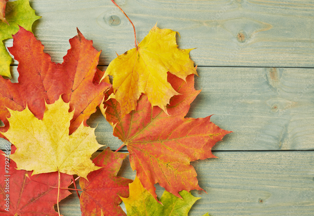 Maple leaves over the wooden boards Maple leaves over the wooden boards