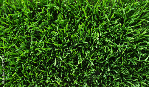 Background of a green grass