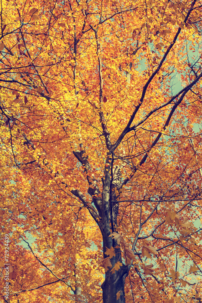 Colorful autumn trees in forest, vintage look