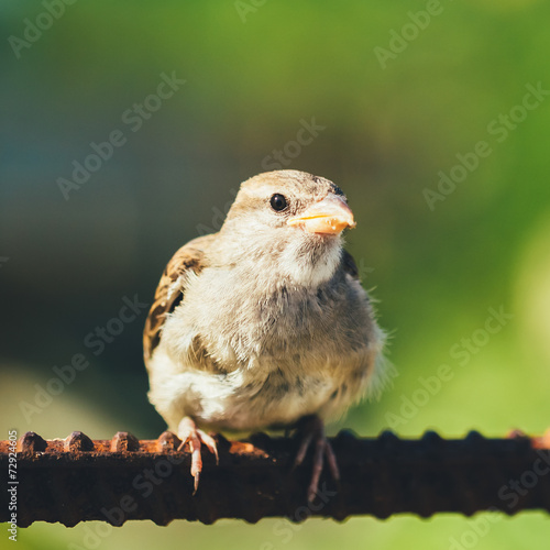 House Sparrow (Passer Domesticus) On Fence © Grigory Bruev