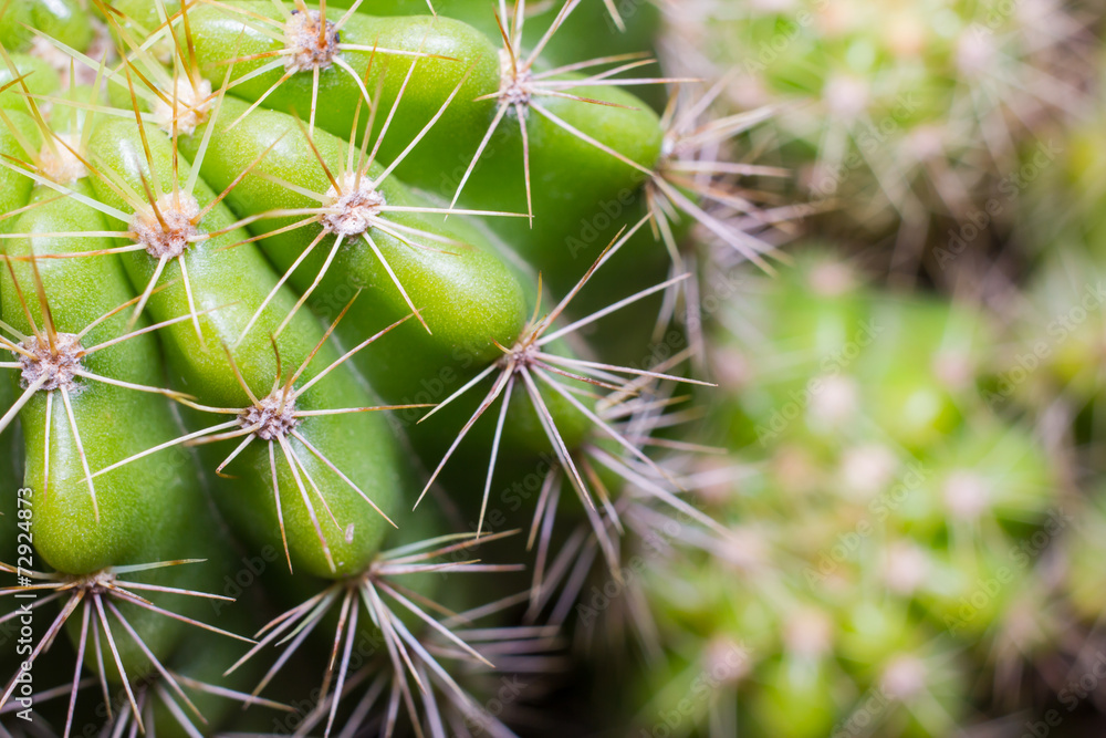 Close up of globe shaped cactus with long thorns Close up of globe shaped cactus with long thorns