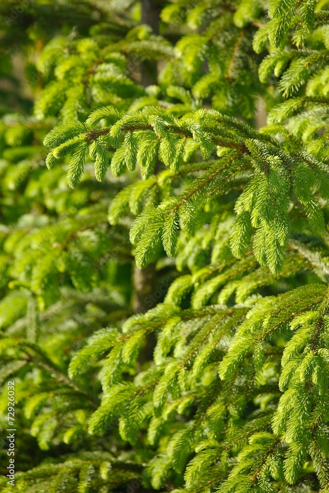 Pine Tree Pine Tree